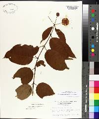 Cephalanthus occidentalis var. occidentalis image