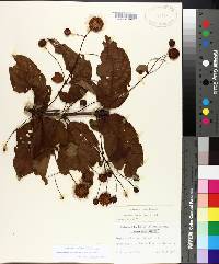 Cephalanthus occidentalis var. occidentalis image