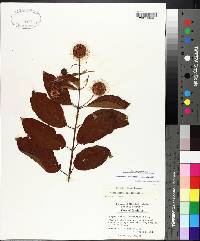 Cephalanthus occidentalis var. occidentalis image