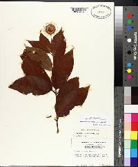 Cephalanthus occidentalis var. occidentalis image