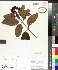 Cephalanthus occidentalis var. occidentalis image