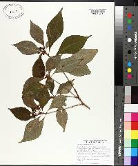 Psychotria nervosa image