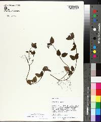 Mitchella repens image