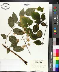 Aralia spinosa image