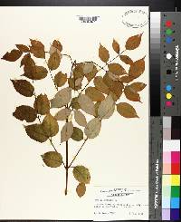 Aralia spinosa image