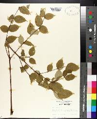 Aralia spinosa image