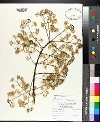 Aralia spinosa image