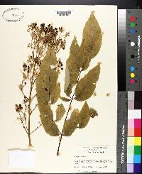 Aralia spinosa image