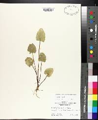 Centella asiatica image