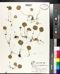 Hydrocotyle verticillata image