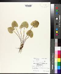 Centella asiatica image