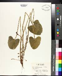 Centella asiatica image