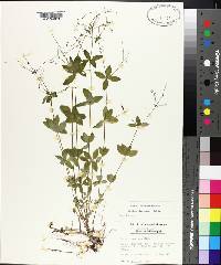 Galium circaezans image