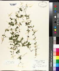 Galium circaezans image