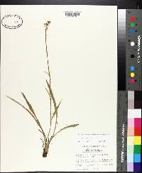 Eryngium yuccifolium var. synchaetum image