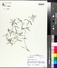 Galium uniflorum image