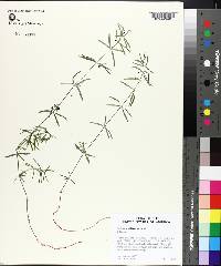 Galium uniflorum image