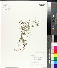 Galium uniflorum image