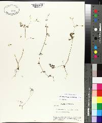 Chaerophyllum procumbens image