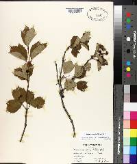 Viburnum edule image