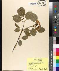 Viburnum lentago image