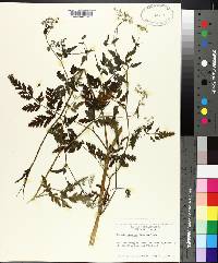 Torilis japonica image