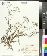 Torilis japonica image