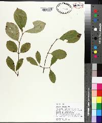 Viburnum rufidulum image