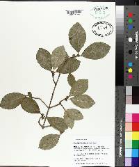 Viburnum rufidulum image