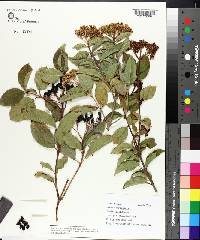 Viburnum tinus image