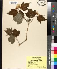 Viburnum trilobum image