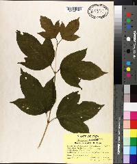 Viburnum trilobum image