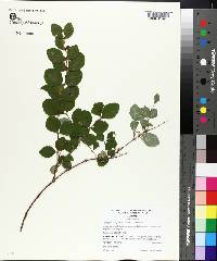 Symphoricarpos orbiculatus image