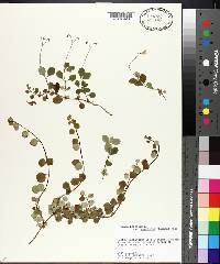 Linnaea borealis subsp. americana image