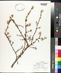 Lonicera fragrantissima image