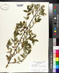 Lonicera morrowii image