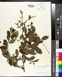 Lonicera morrowii image