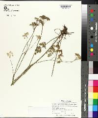 Pimpinella tragium image