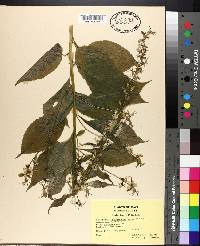 Campanulastrum americanum image