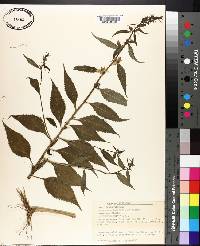 Campanulastrum americanum image