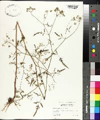 Daucus pusillus image