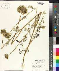 Daucus pusillus image