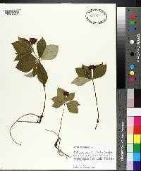 Cornus canadensis image