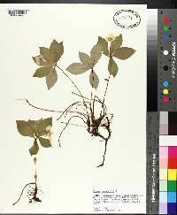 Cornus canadensis image