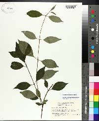 Cornus asperifolia image