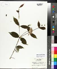 Cornus asperifolia image