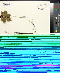 Cornus canadensis image