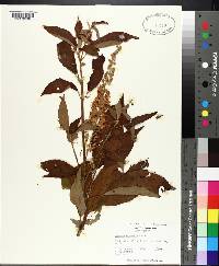 Clethra acuminata image