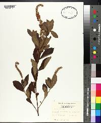 Clethra alnifolia image