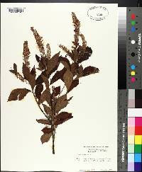 Clethra alnifolia image